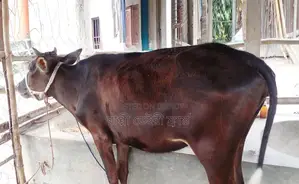 বকনা বাছুর ।(সিরিয়াল নং ১৪১২)