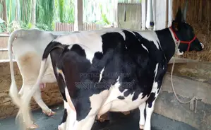 1413 No. 2 cows for sale of good breed.