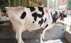 ১৪১৪ নং ১০০% অস্ট্রিলিয়ান গাভী বিক্রয় হবে ।