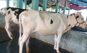 ১৪১৫নং ২টি উন্নত জাতের বকনা পোষার জন্য কিনুন ভালো হবে ।