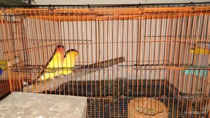 Lovebird Pair
