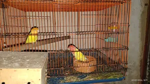 Lovebird Pair