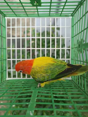 Love Bird Female for Sale