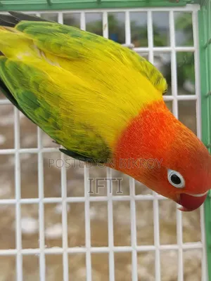 লাভ বার্ড ফিমেল বিক্রির জন্য