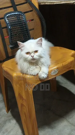 1+ Year Female Purebred Persian