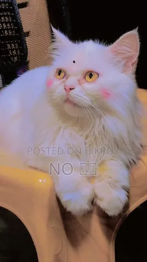 1+ Year Female Purebred Persian