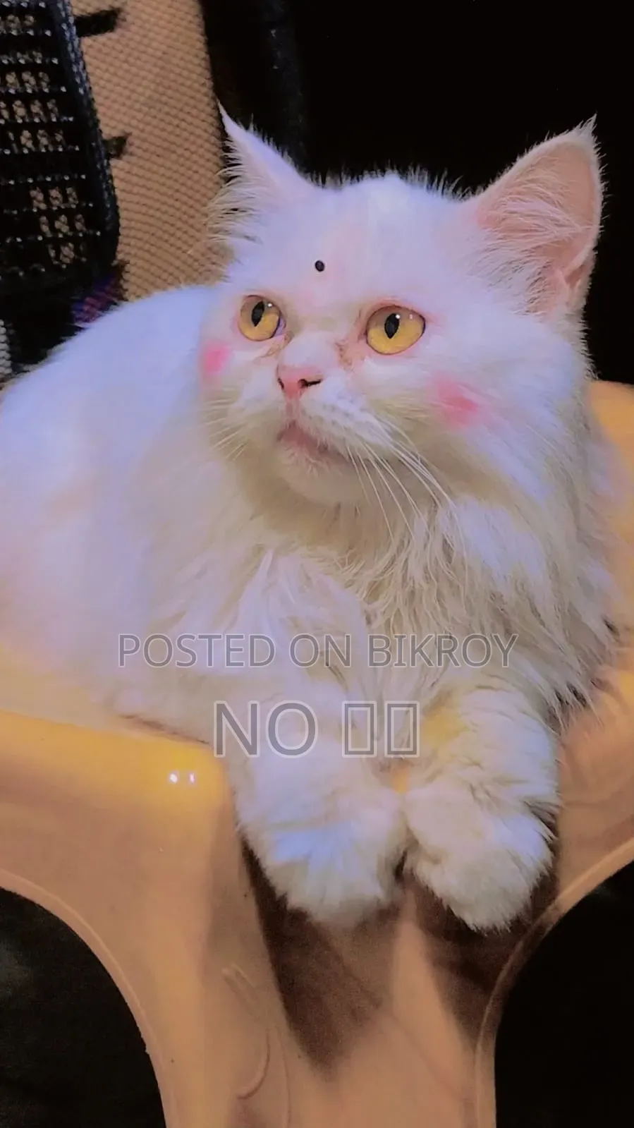 1+ Year Female Purebred Persian