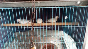 ডাইমন্ড ডাব ফিমেল ৩ পিস