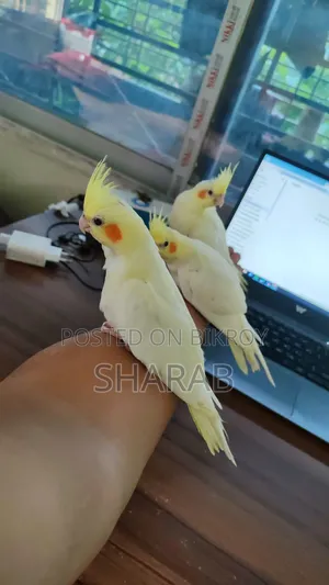 Cockatiel Lutino Pair