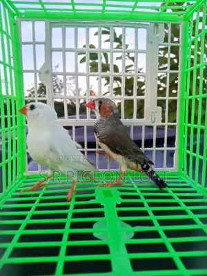 Running Finch Birds