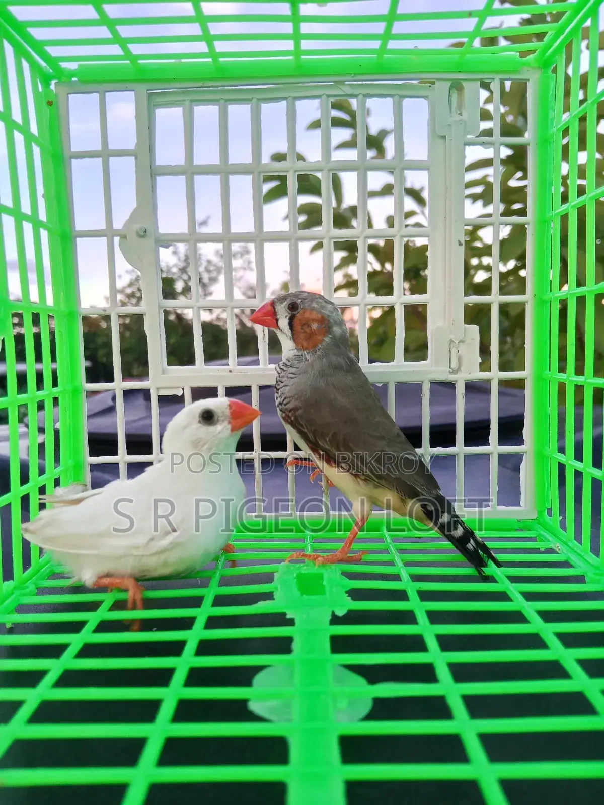 Running Finch Birds