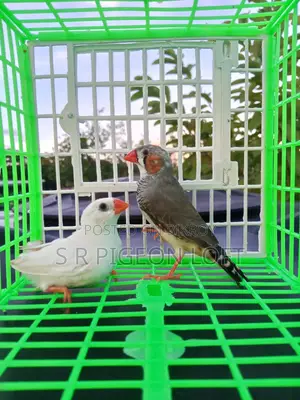 Running Finch Birds