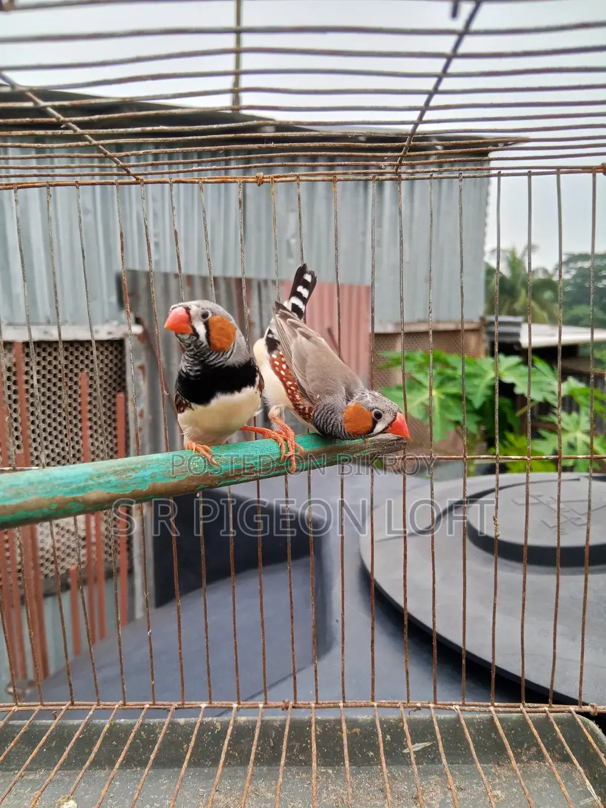 Running Finch Birds