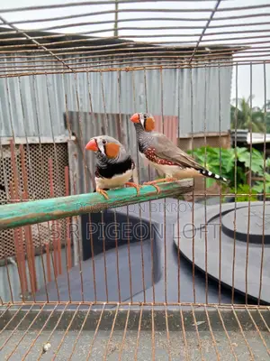 Running Finch Birds