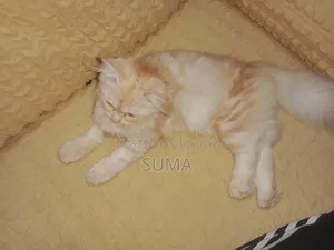 3-6 Months Female Purebred Persian
