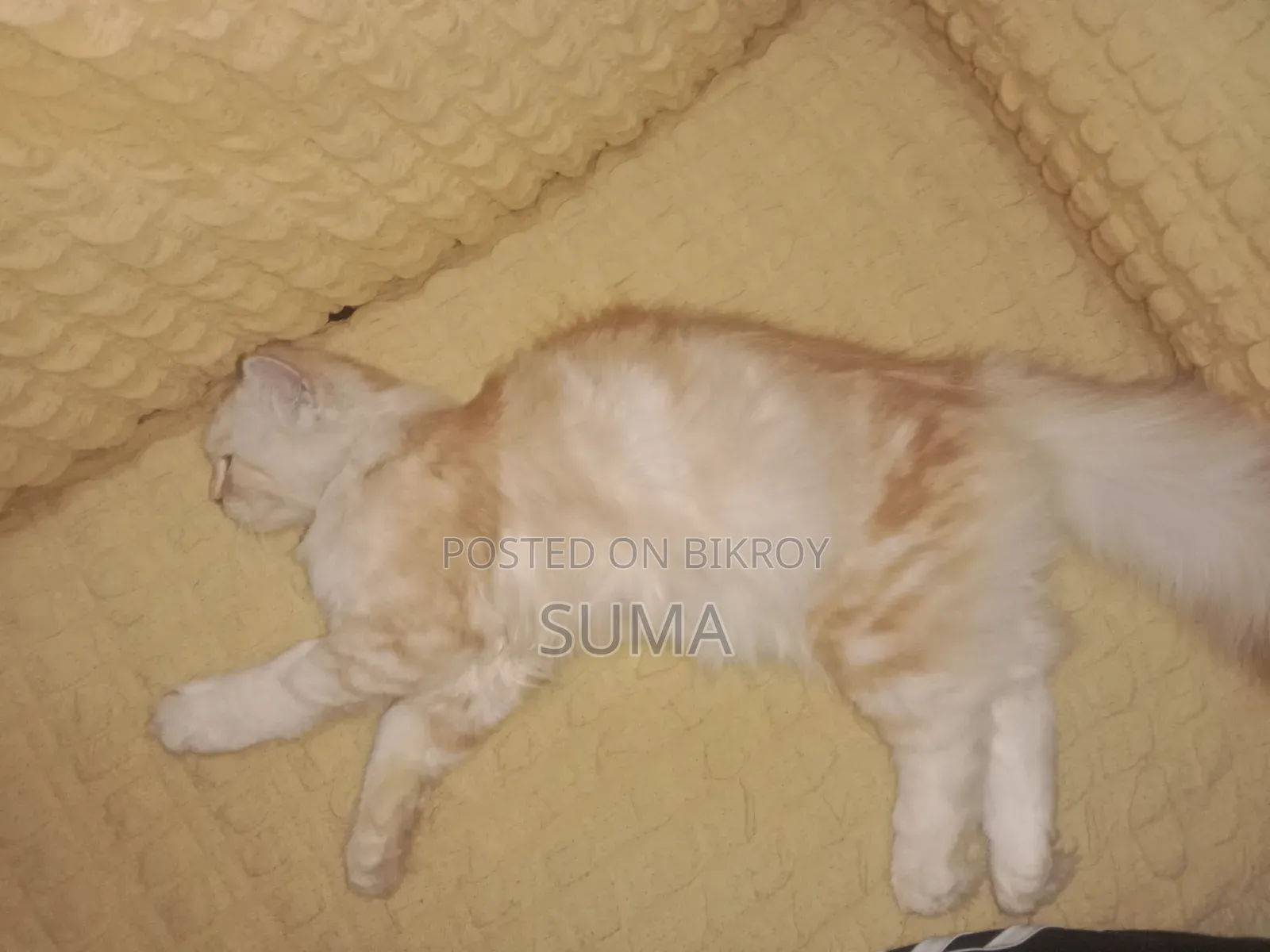3-6 Months Female Purebred Persian