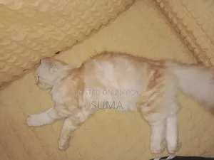 3-6 Months Female Purebred Persian