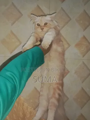 3-6 Months Female Purebred Persian