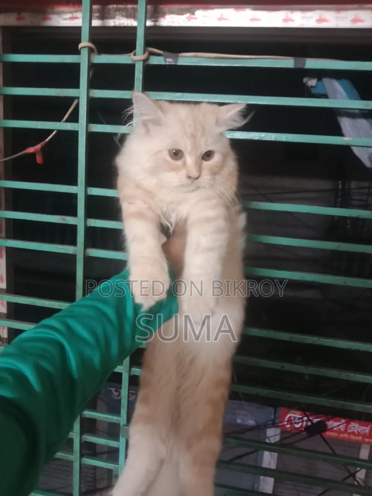 3-6 Months Female Purebred Persian