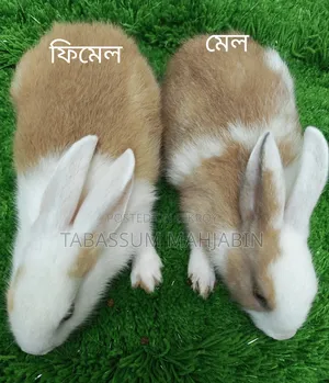 খরগোশ বিক্রি করা হবে