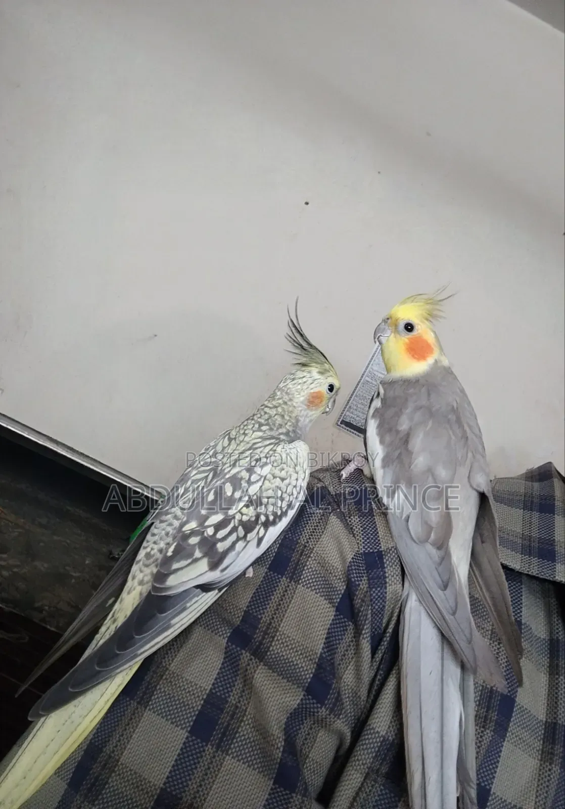 Proven Breeding Cockatiel Pair for sale.