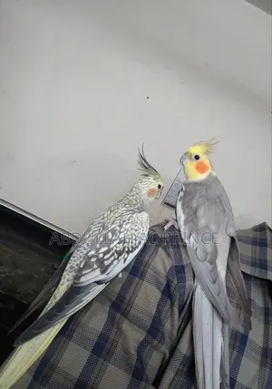 Proven Breeding Cockatiel Pair বিক্রয় হবে.