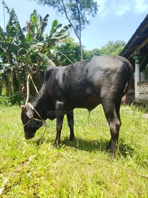 পিওর দেশি বাড়ির গরু