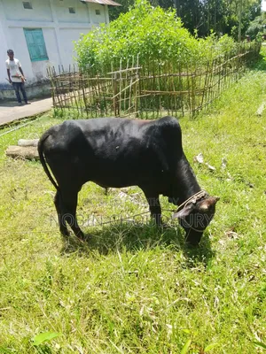 পিওর দেশি বাড়ির গরু