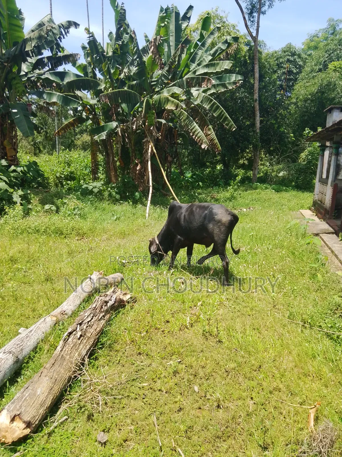 পিওর দেশি বাড়ির গরু