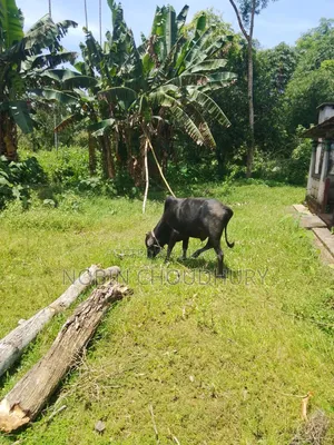 পিওর দেশি বাড়ির গরু