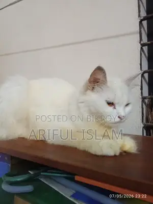 1+ Year Female Purebred Persian
