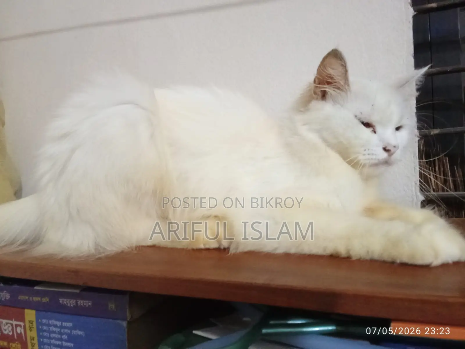 1+ Year Female Purebred Persian