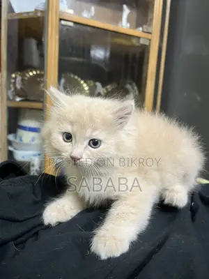 1-3 Months Female Purebred Persian