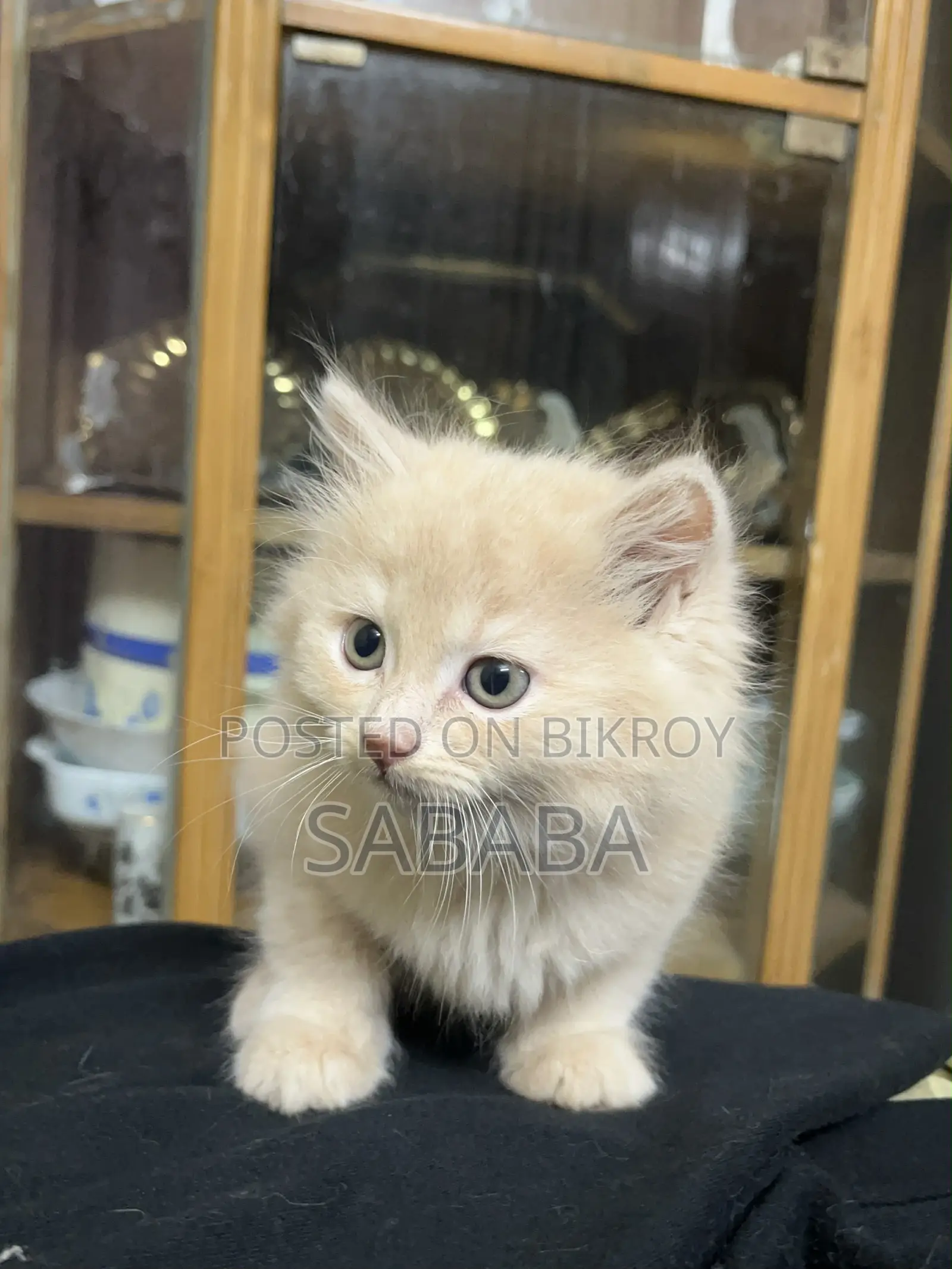 1-3 Months Female Purebred Persian