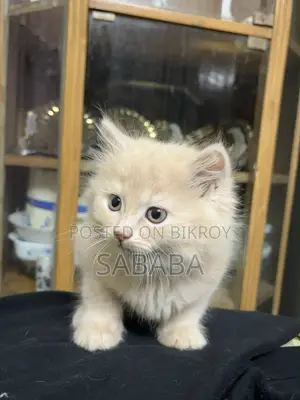 1-3 Months Female Purebred Persian