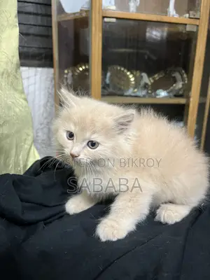 1-3 Months Female Purebred Persian