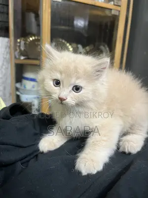 1-3 Months Female Purebred Persian