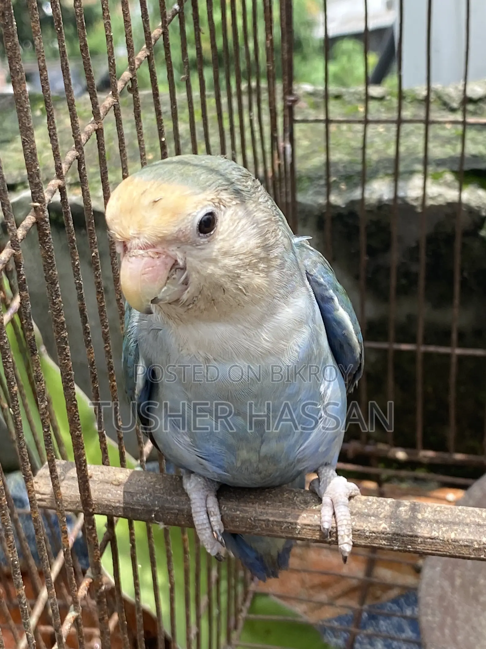 Love Bird Budgerigar