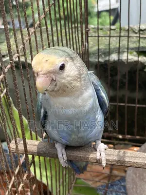 Love Bird Budgerigar