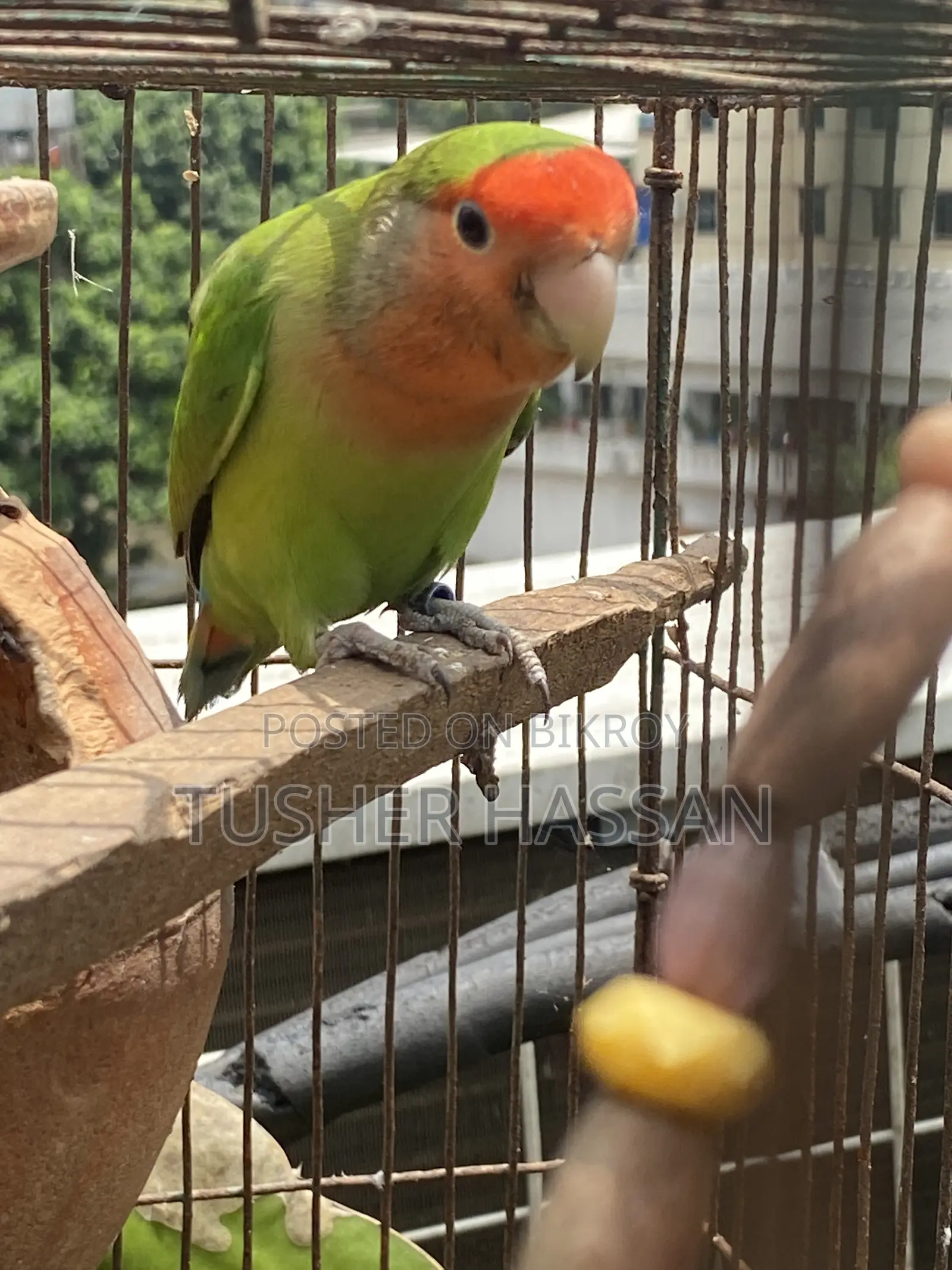 Love Bird Budgerigar