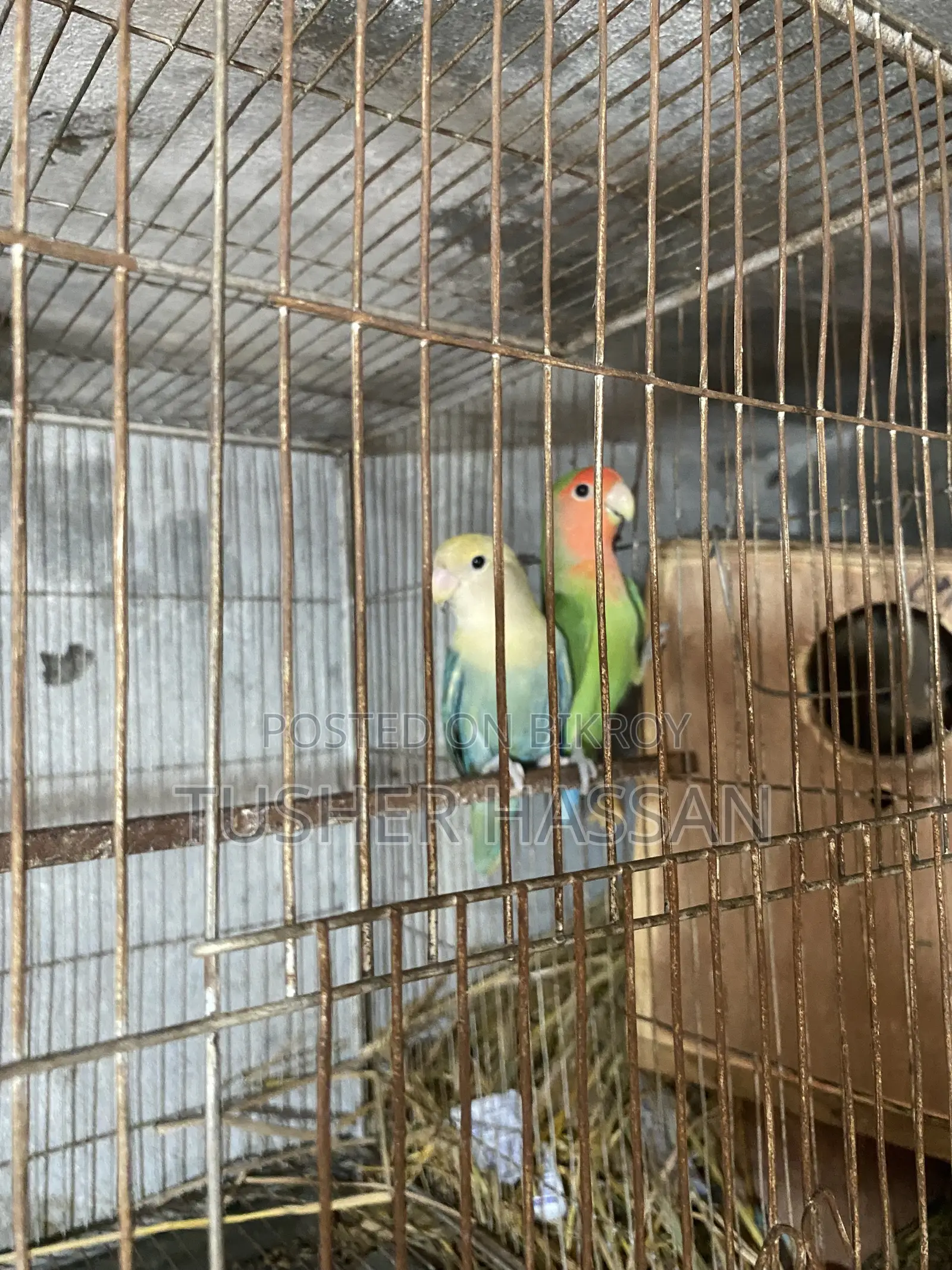 Love Bird Budgerigar