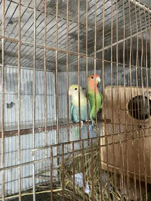 Love Bird Budgerigar