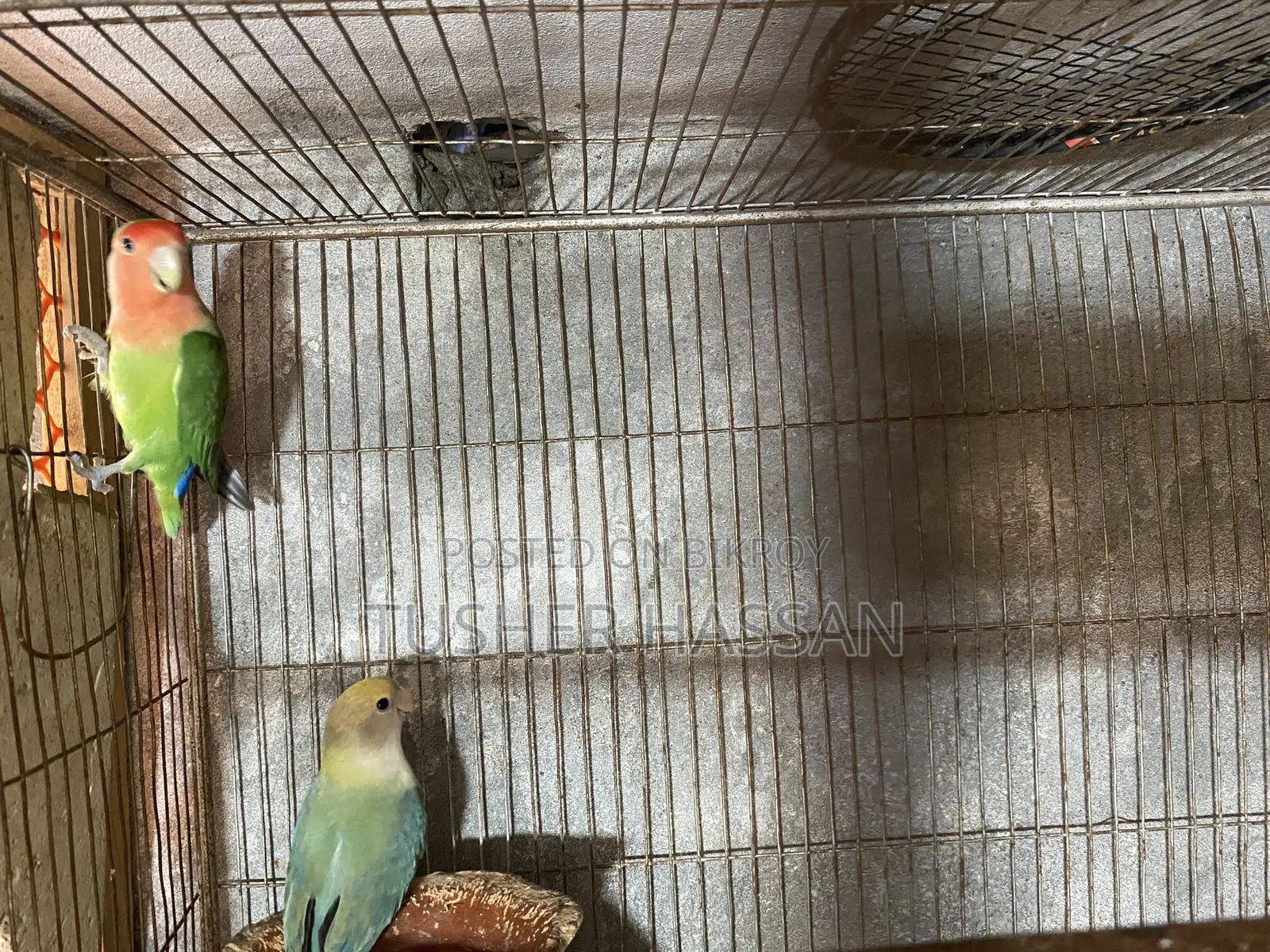 Love Bird Budgerigar