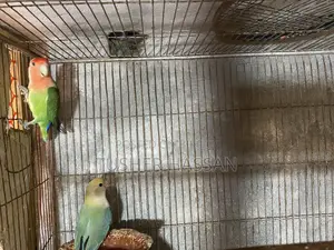 Love Bird Budgerigar