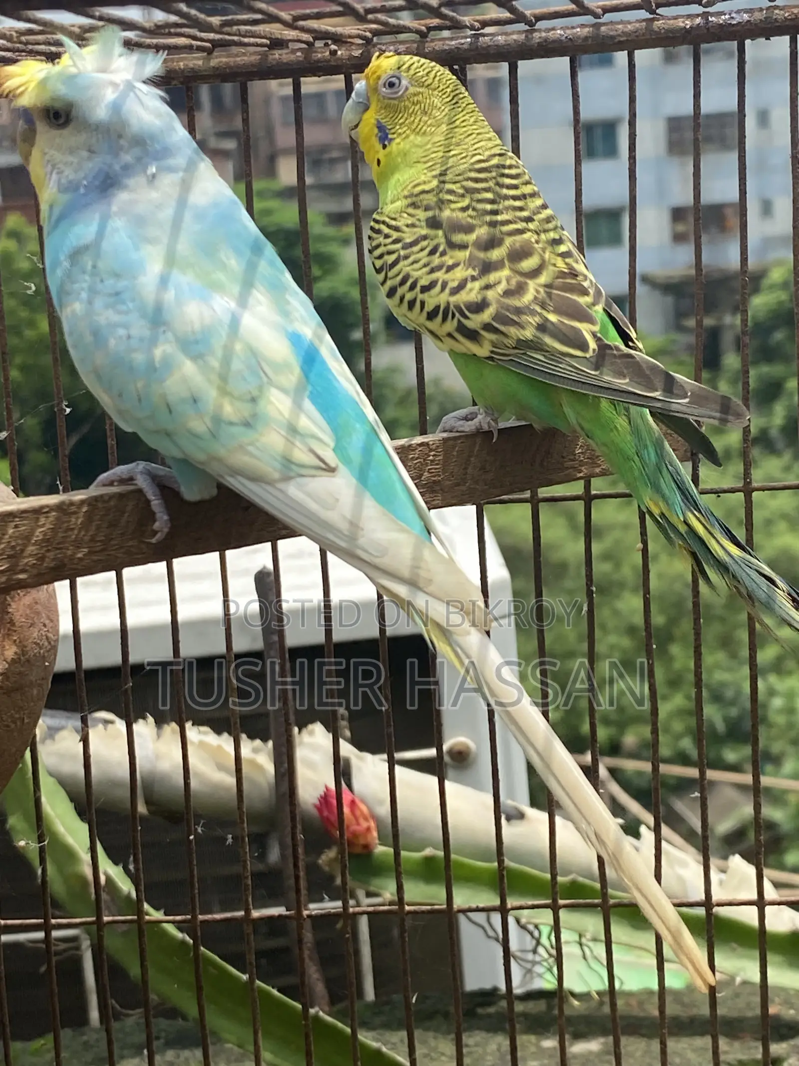 Love Bird Budgerigar