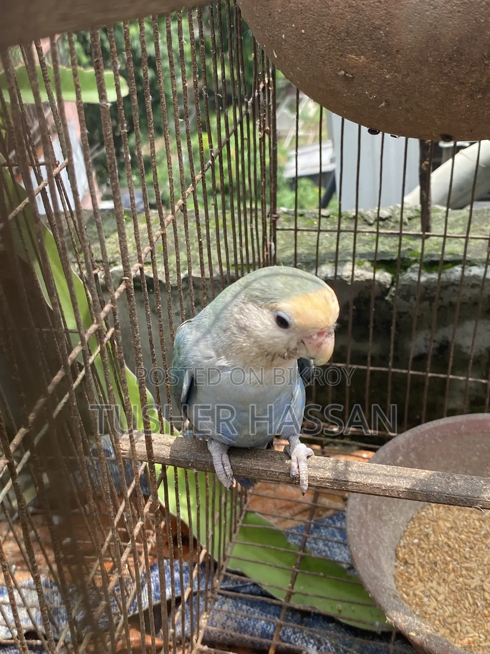Love Bird Budgerigar