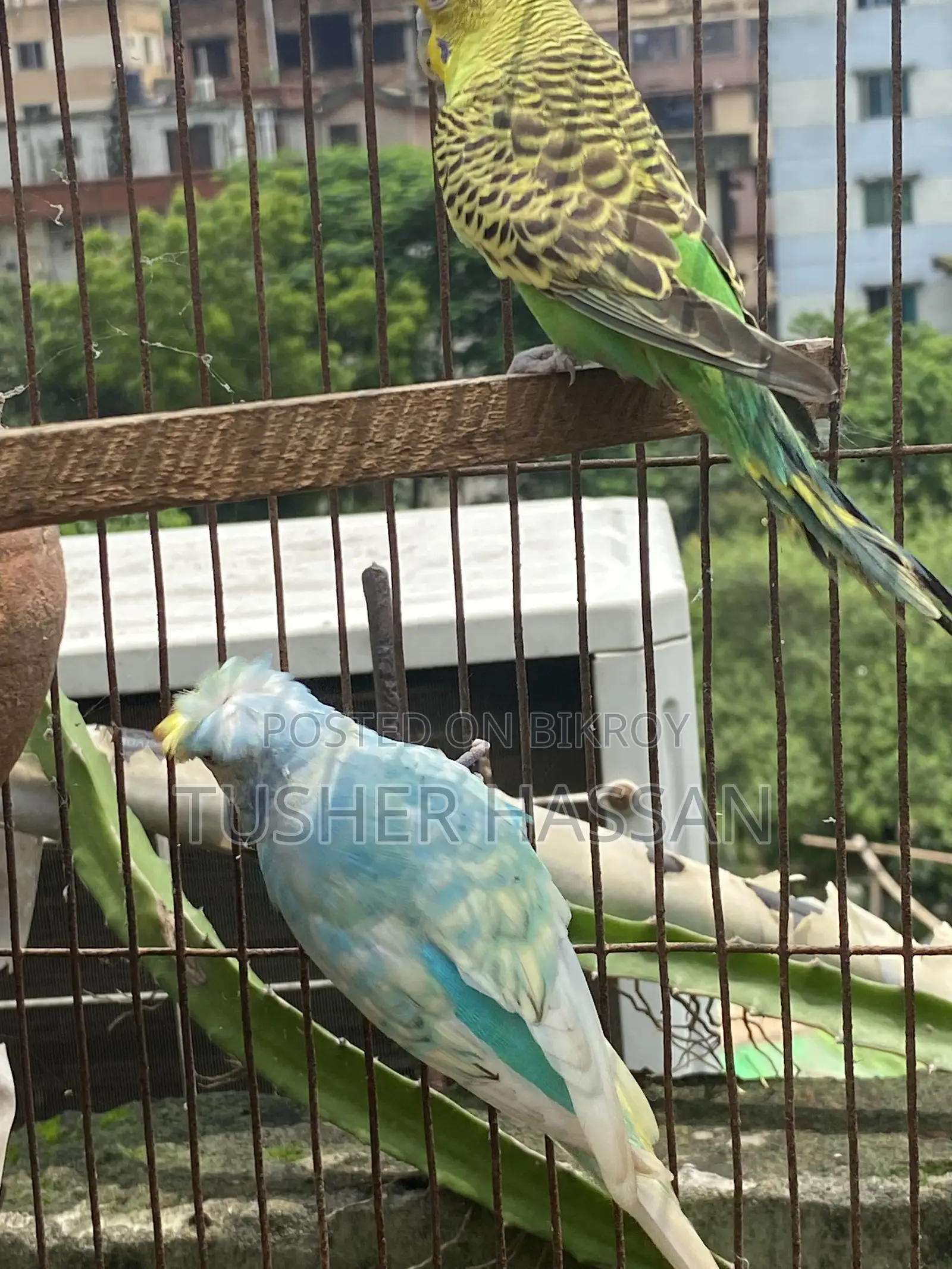 Love Bird Budgerigar