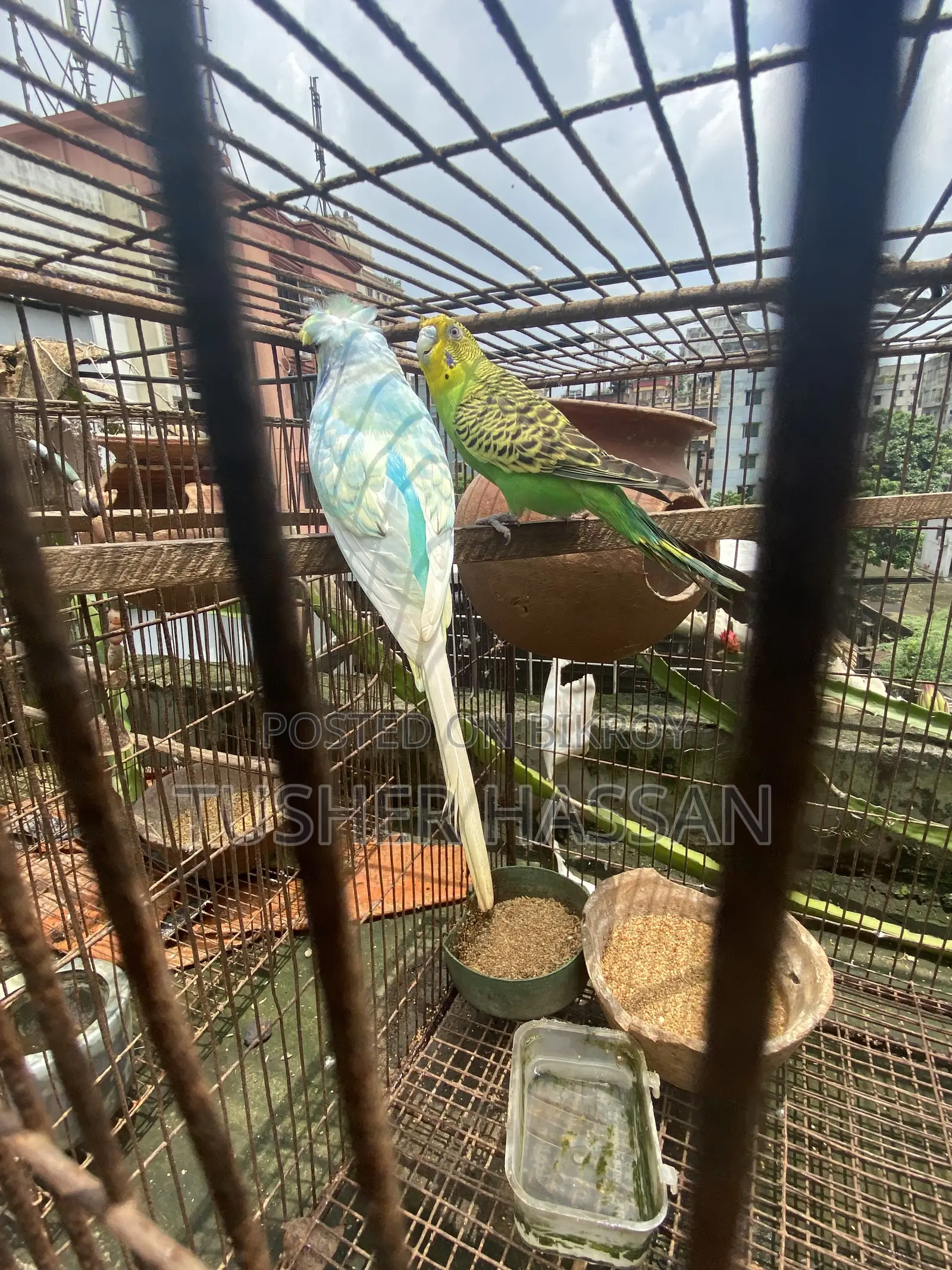 Love Bird Budgerigar