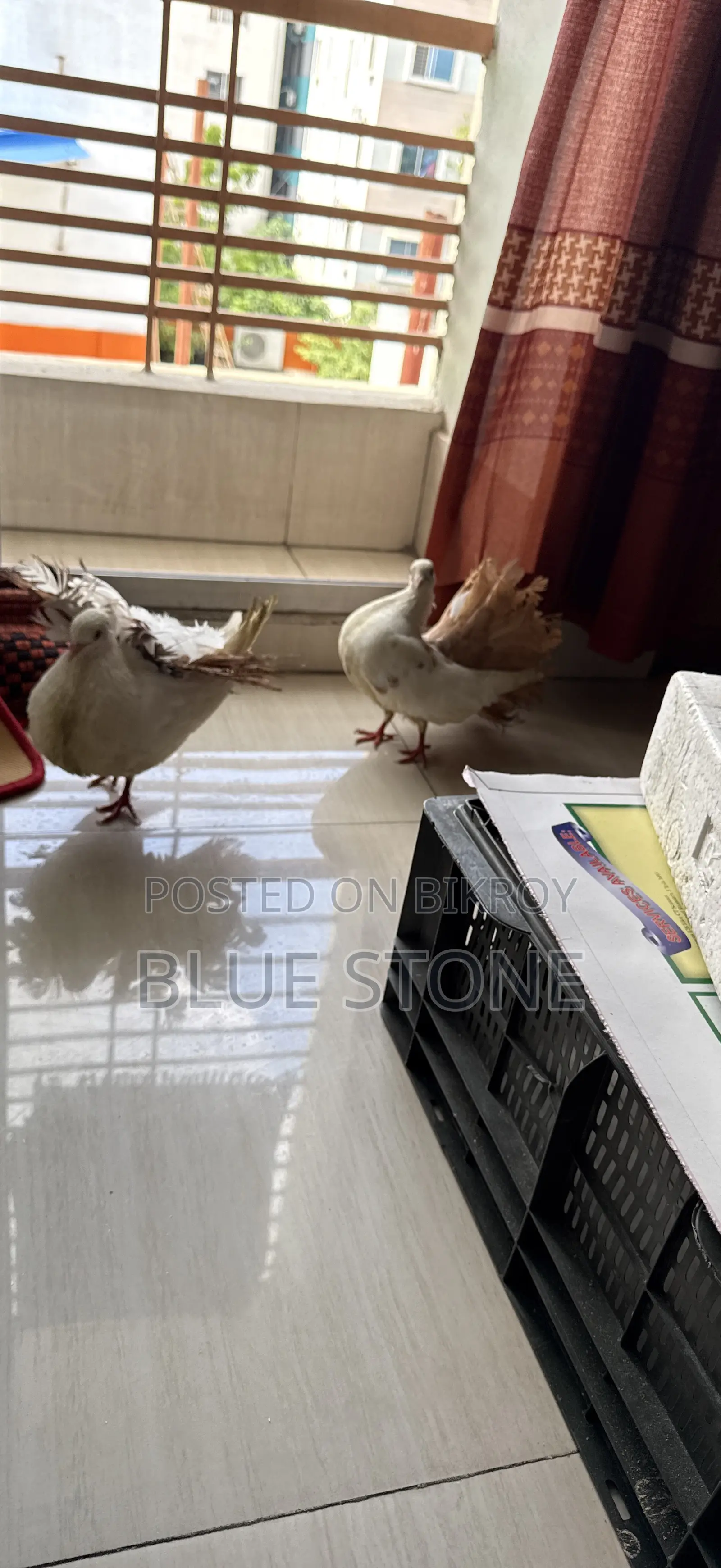 Lokkha Pigeon Pair