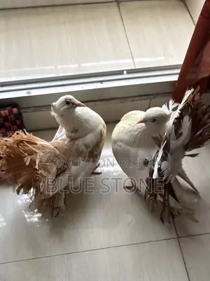 Lokkha Pigeon Pair